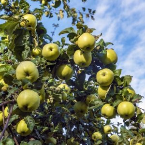 Jabloň domáca (Malus domestica) ´ANTONOVKA´ - zimná, výška 110-130 cm, voľnokorenná